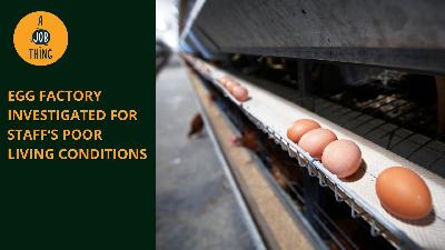 Cover image for Egg Factory Under Probe for Staff’s Poor Living Conditions
